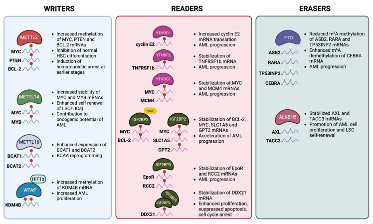 m<sup>6</sup>A mRNA Methylation in Hematopoiesis: The Importance of Writing, Erasing, and Reading.