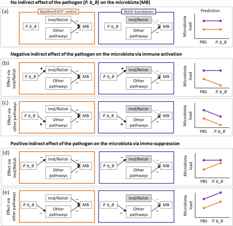 Immune-mediated indirect interaction between gut microbiota and bacterial pathogens.