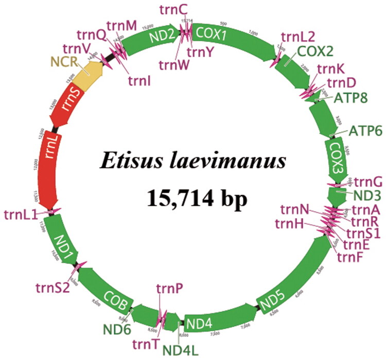 The complete mitochondrial genome of smooth spooner crab, <i>Etisus laevimanus</i> Randall, 1840 (Crustacea: Decapoda: Xanthoidea) from the East Sea, Korea.