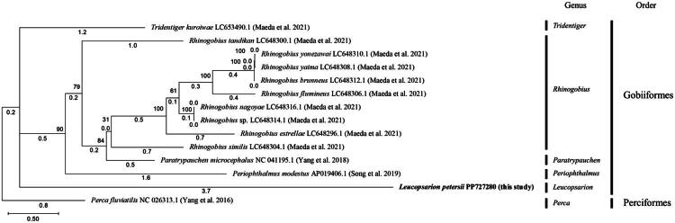 Complete mitochondrial genome of <i>Leucopsarion petersii</i> (Gobiiformes, Gobiidae) assembled from next-generation sequencing data.