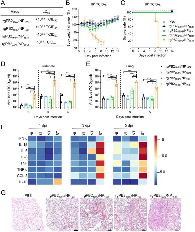 N460S in PB2 and I163T in nucleoprotein synergistically enhance the viral replication and pathogenicity of influenza B virus.