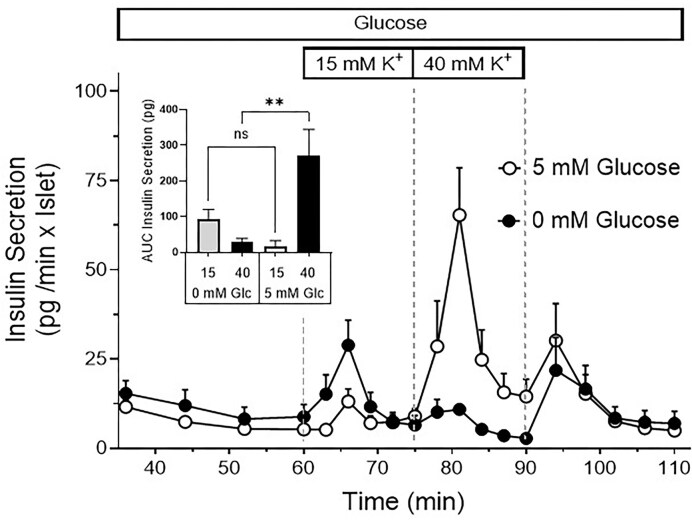 The Amount of Releasable Insulin Depends on Continuous Oxidative Phosphorylation.