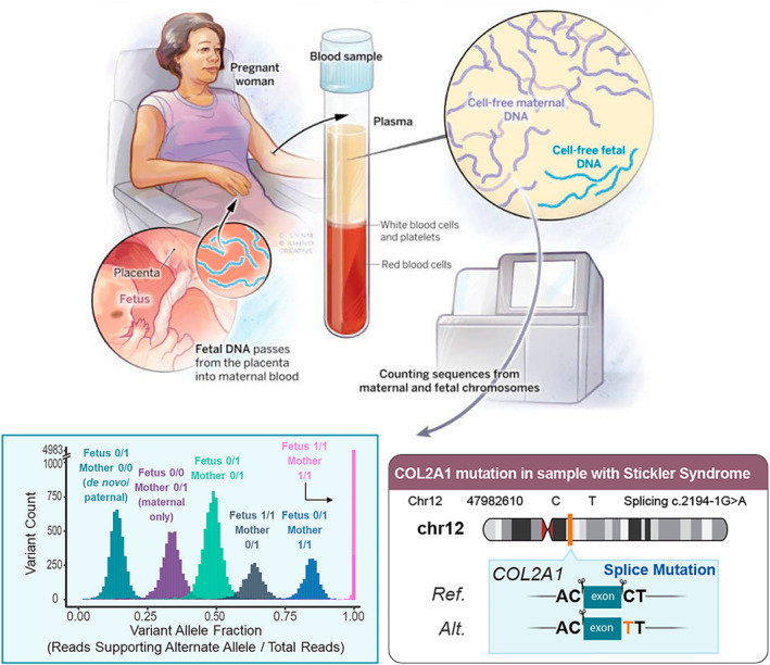 International Society for Prenatal Diagnosis 2024 Debate 3-Cytogenetics Is a Dinosaur and Should Be Replaced by Molecular Technologies.