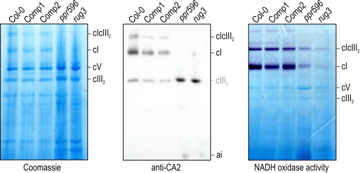 PPR596 Is Required for nad2 mRNA Splicing and Complex I Biogenesis in Mitochondria of Arabidopsis thaliana.