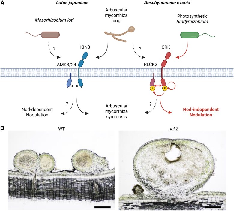 Aeschynomene's shortcut: A receptor-like cytoplasmic kinase drives nod-independent nodule formation.