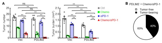 NanoPDLIM2-Based Combination Therapy for Lung Cancer Treatment in Mouse Preclinical Studies.