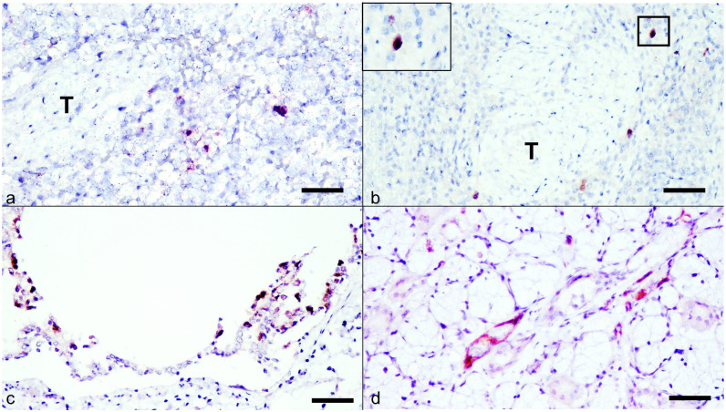 Longitudinal observation of chronic domestic cat hepadnavirus infection in cats with evidence of extrahepatic involvement.