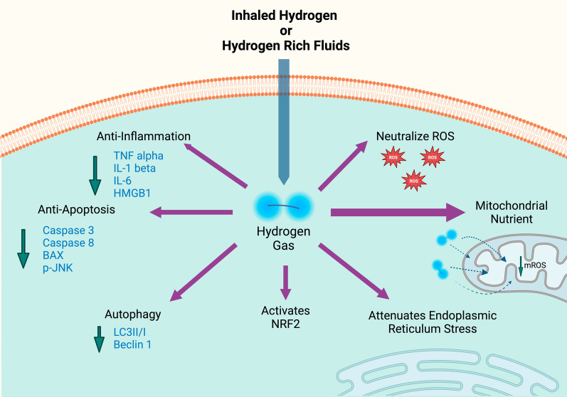 Gas as medicine: the case for hydrogen gas as a therapeutic agent for critical illness.