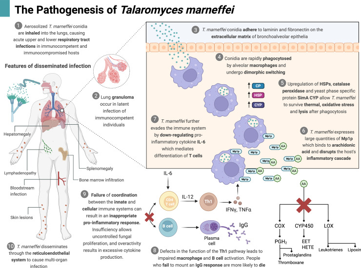 The dimorphic fungus Talaromyces marneffei: An opportunistic killer in Southeast Asia.