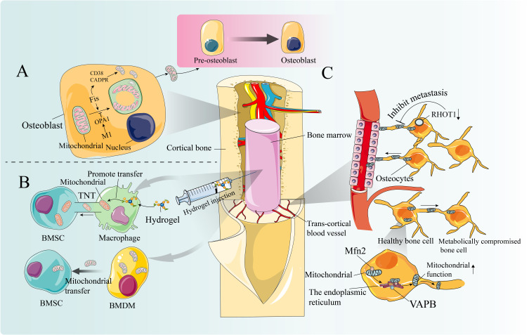 Mitochondrial Transplantation: A Paradigm Shift in Osteoporosis Therapy.