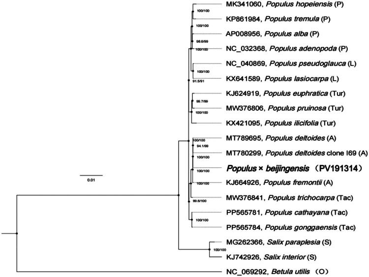 The complete chloroplast genome sequence of the <i>populus</i> cultivar "<i>Populus × Beijingensis</i>": a type of unique Chinese <i>populus</i>.