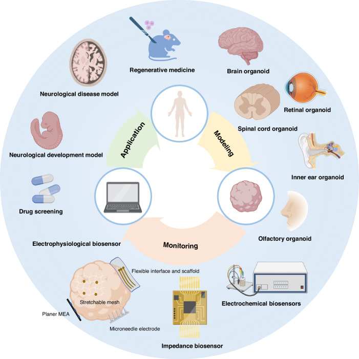 Bioelectronic Interfaces and Sensors for Neural Organoids.