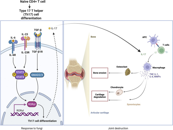 Musculoskeletal Manifestations of Disseminated Fungal Infections.