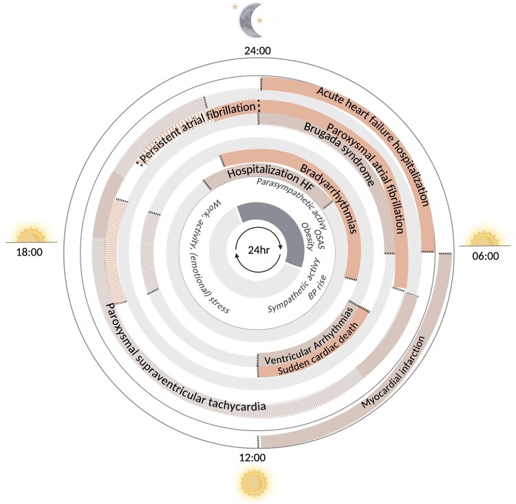 Circadian rhythms in cardiovascular disease.