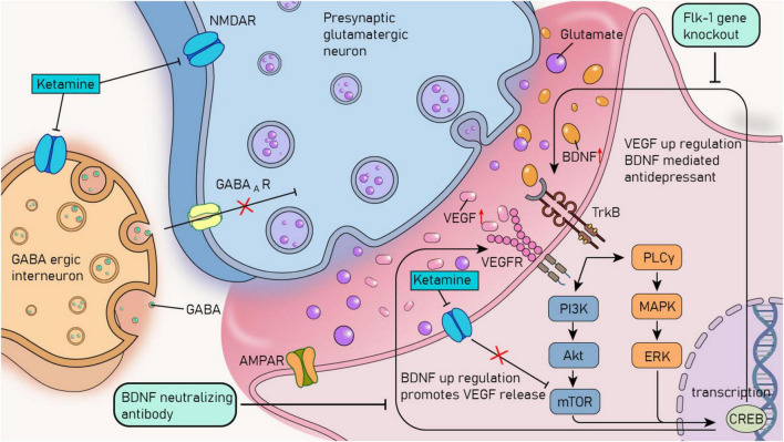 Vascular endothelial growth factor: a key factor in the onset and treatment of depression.