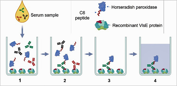 A novel single-tier serologic test to diagnose all stages of Lyme disease.