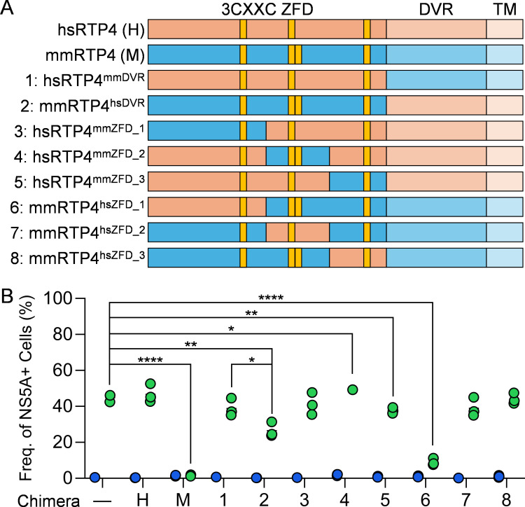 Receptor transporter protein 4 (RTP4)-mediated repression of hepatitis C virus replication in mouse cells.