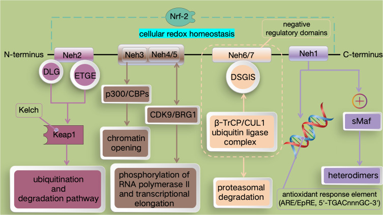 The Nrf Family and Its Cardioprotective Potential: Mechanisms, Functions, and Therapeutic Perspectives.