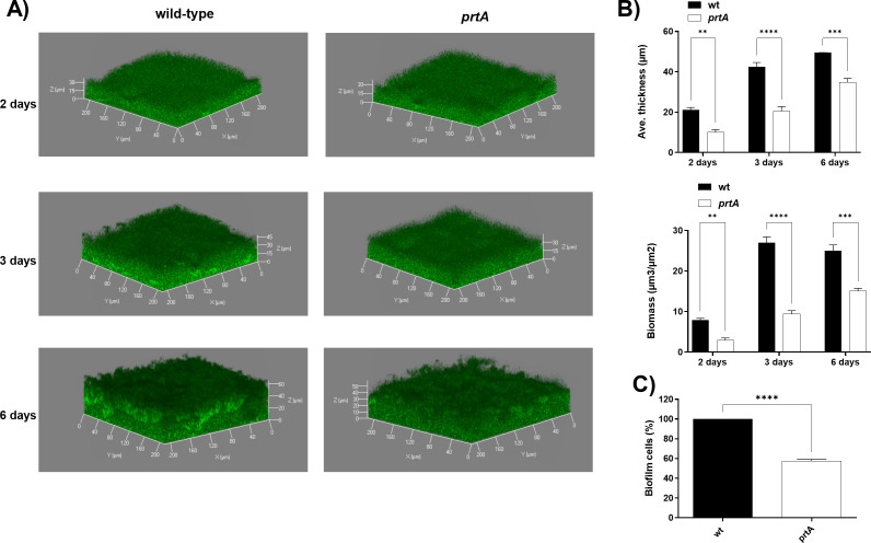 PrtA-mediated flagellar turnover is essential for robust biofilm development in <i>Serratia marcescens</i>.