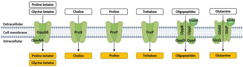 Functional and Genomic Analysis of <i>Leuconostoc citreum</i> DMLC16 Reveals Its Potential as a Probiotic and Antimicrobial Starter.