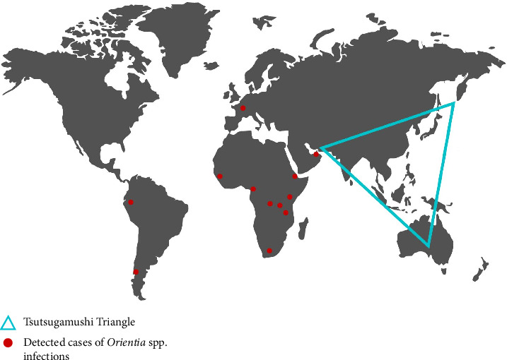 Rickettsiosis Infections in Sarawak: Epidemiological Insights and Public Health Strategies.