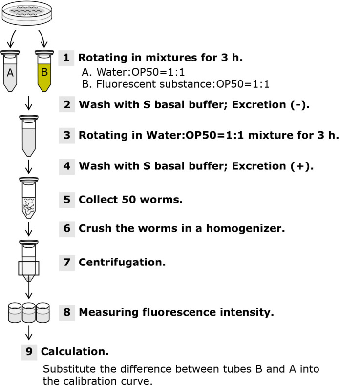 Newly developed evaluation for intestinal permeability using <i>Caenorhabditis elegans</i>: protective effects of agaro-oligosaccharides on intestinal permeability.