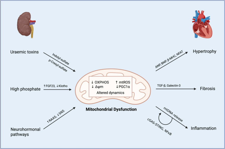 Recharging the Powerhouse: Mitochondrial Dysfunction and Therapy in Cardiorenal Syndrome Type 4.