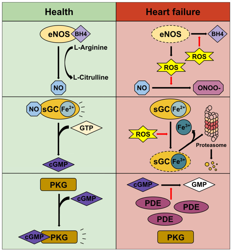 Targeting the NO-sGC-cGMP Pathway: Mechanisms of Action of Vericiguat in Chronic Heart Failure.