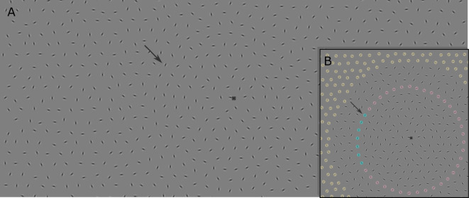 Contour integration in the parafovea and the near periphery: testing the association field account.