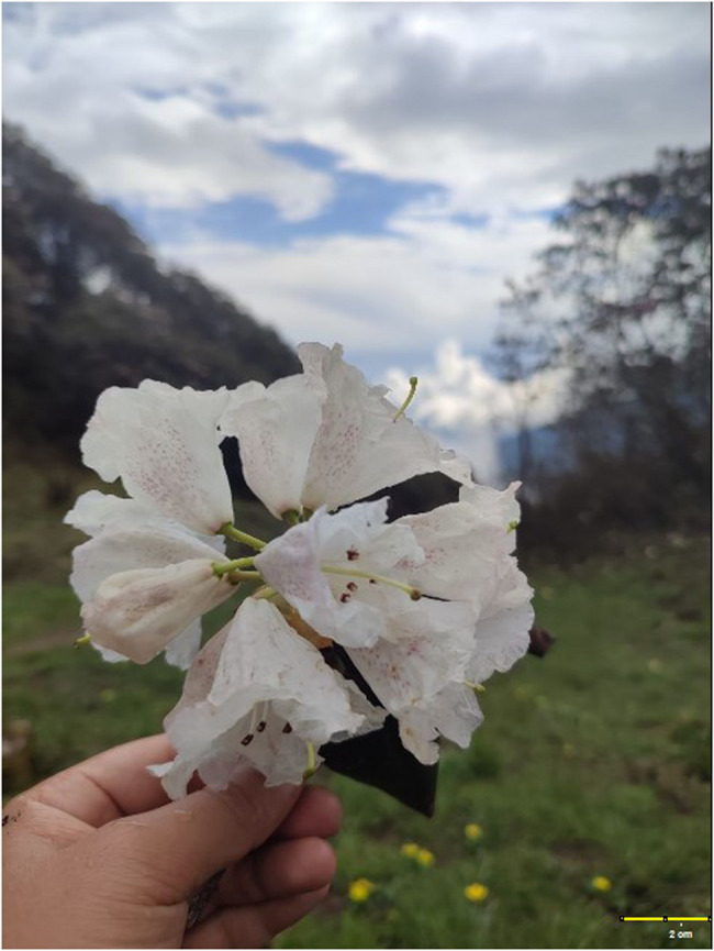 Grayanotoxin poisoning following fresh rhododendron flower ingestion: a rare case report from rural Nepal.