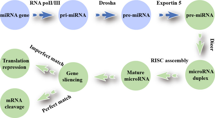 The impact of miRNAs on epithelial-mesenchymal transition in lung cancer and the latest advances in their use as diagnostic markers.