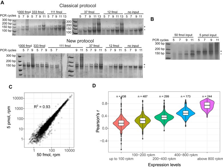 A simple, fast, and cost-efficient protocol for ultra-sensitive ribosome profiling.