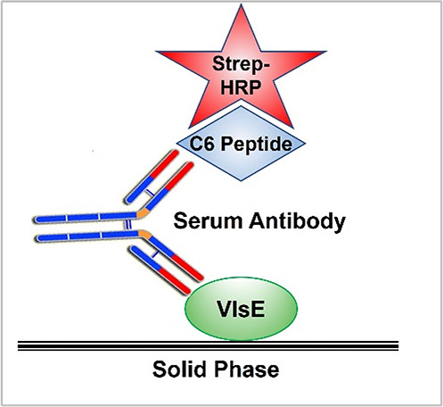 A novel single-tier serologic test to diagnose all stages of Lyme disease.