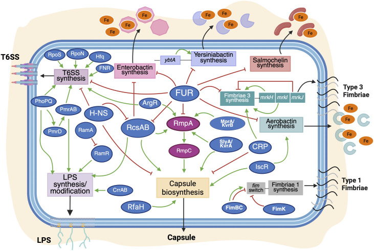 How Klebsiella pneumoniae controls its virulence.