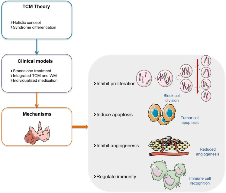 Traditional Chinese Medicine Treatment of Thyroid Cancer: A Review.