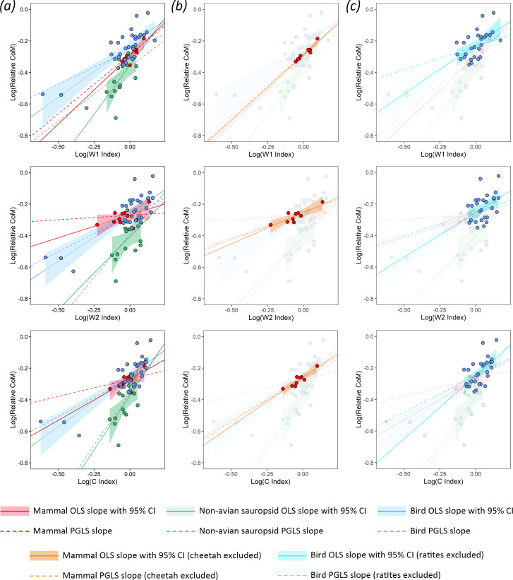 Limb bone robusticity is coupled with mass distribution in terrestrial tetrapods.
