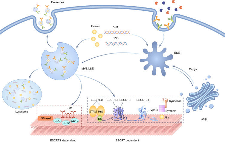 Exosomes and Renal Fibrosis: Diagnostic Value, Therapeutic Potential and Challenges.