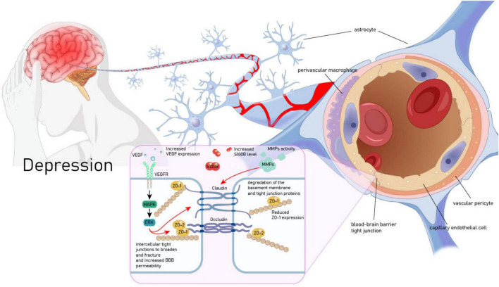 Vascular endothelial growth factor: a key factor in the onset and treatment of depression.