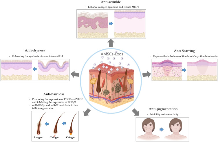 The Anti-Aging Effects of Adipose-Derived Mesenchymal Stem Cell Exosomes on Skin and Their Potential for Personalized Skincare Applications.