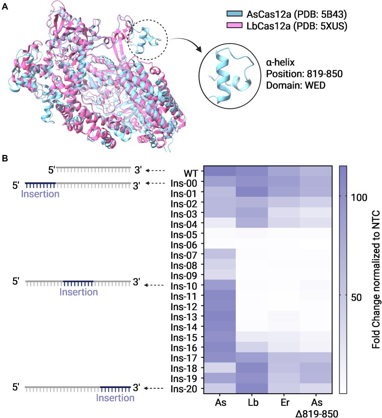 AsCas12a tolerates insertions in target DNA.