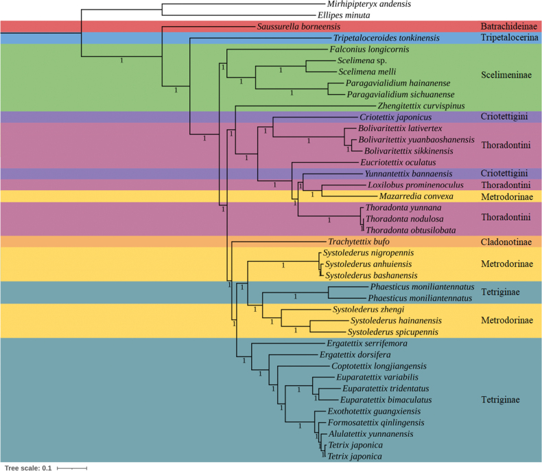 ﻿New insights into the phylogeny of Tetrigoidea (Insecta, Orthoptera), with the announcement of the first mitogenome of the genus <i>Phaesticus</i>.