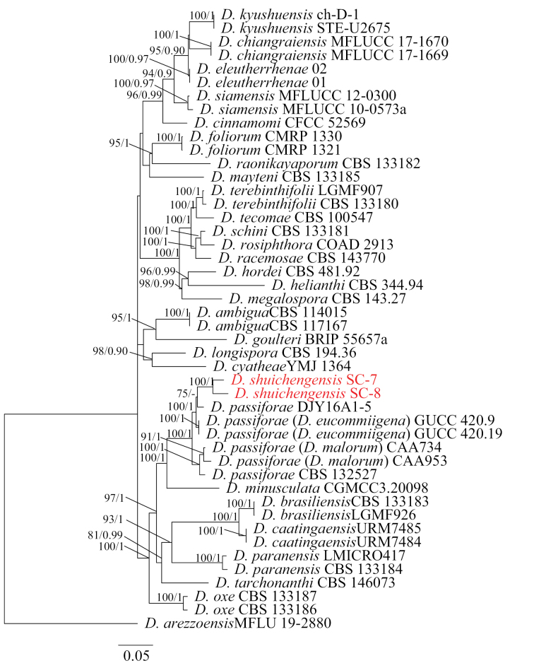 ﻿Two new species of <i>Diaporthe</i> (Diaporthaceae, Diaporthales) from <i>Actinidia chinensis</i> in Guizhou Province, China.
