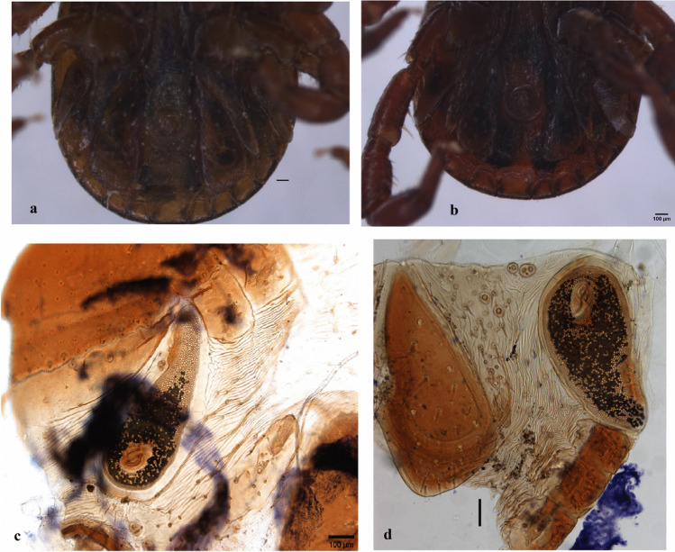 Morphological and genetic polymorphisms in Rhipicephalus sanguineus (Latreille 1806) from the Iberian Peninsula.