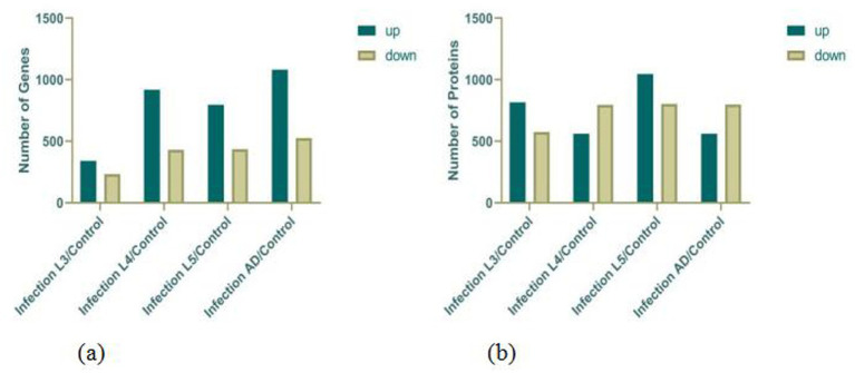 Acquired immunity mechanisms in sheep infected with <i>Nematodirus oiratianus</i>: key genes and host responses.