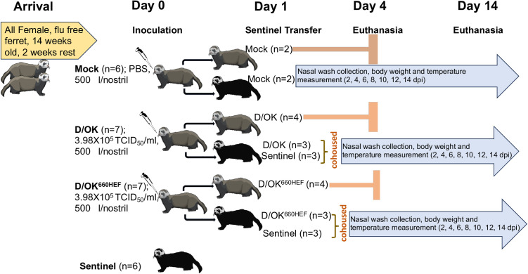 Differential tissue tropism and transmission efficiency of two dominant influenza D clades with overlapping but distinct receptor binding fine specificities in ferrets.