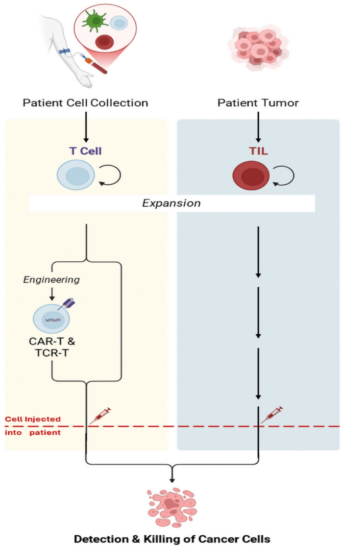 Chimeric antigen receptor T-cell (CAR T-cell) and tumor-infiltrating lymphocytes (TILs) therapies in gastrointestinal malignancies: review of literature for clinical applications.