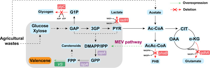 Systematic engineering to enhance valencene production in Rhodobacter sphaeroides.