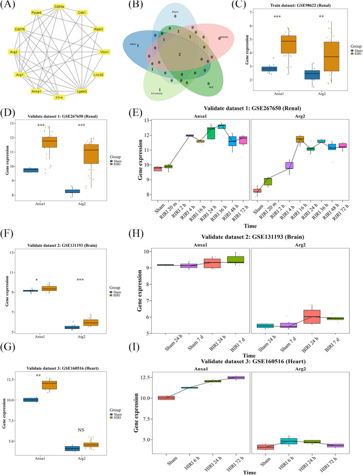 <i>ANXA1</i> and <i>ARG2</i> drive T cell proliferation in ischemia-reperfusion injury: integrated bulk and single-cell transcriptomic analysis.