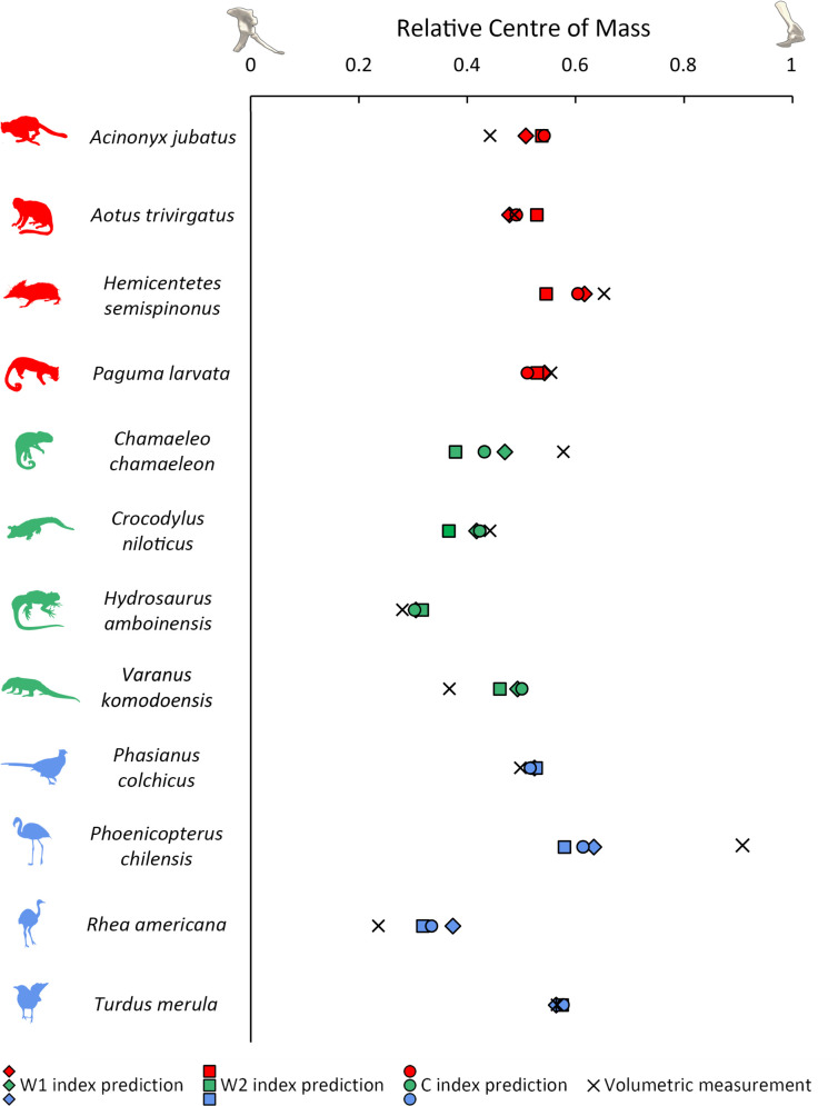 Limb bone robusticity is coupled with mass distribution in terrestrial tetrapods.