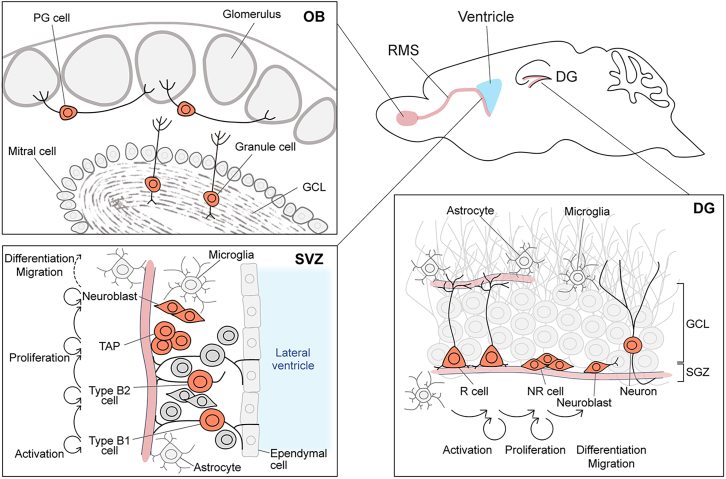 Advances in intravital imaging of adult neurogenesis in mice.
